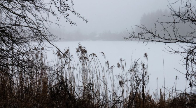 Nebel im Januar